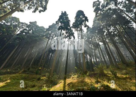 I raggi del sole dai pini. Foto Stock