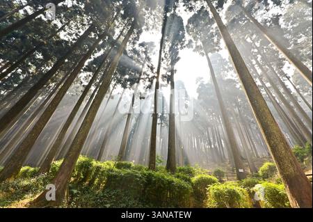Il raggio di speranza dai pini mistici. Foto Stock