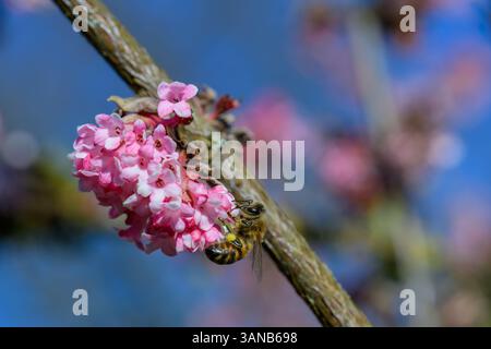 Ape di miele in fiore di palla di neve invernale (Viburnum bodnantense) Foto Stock