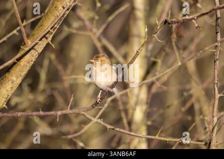 Chaffinch sedeva in un cespuglio in una soleggiata mattina di primavera, nella contea di Durham, Inghilterra, Regno Unito. Foto Stock