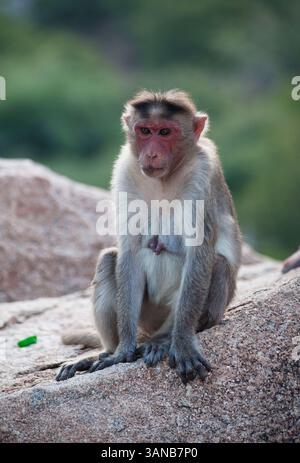 Una scimmia Bonnet Macaque alle vecchie rovine di Hampi in India. Foto Stock