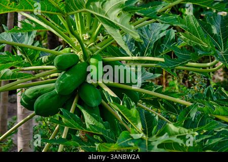 Sri Lanka, Provincia del Nord, Isola di Mannar, albero di papaya Foto Stock