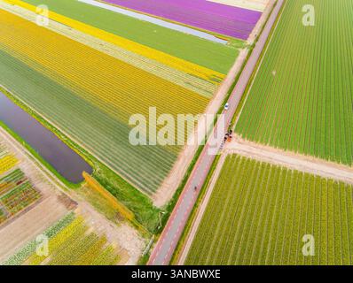 Vista aerea della strada asfaltata circondata da splendidi campi di tulipani colorati a Lisse, Paesi Bassi Foto Stock