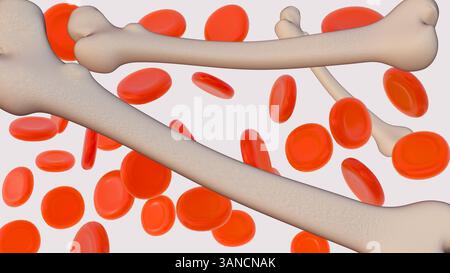 Una rappresentazione 3d di eritrociti o eritrociti sparsi è rappresentata in modo prominente accanto a un osso femorale. Foto Stock