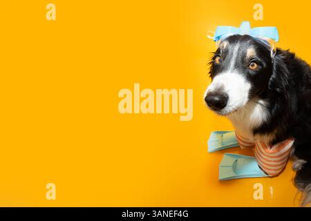 Banner dog estate. Simpatico cucciolo di Border collie con anello gonfiabile, flipper e googles. Isolato su sfondo giallo Foto Stock