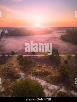 Vista aerea dell'erica viola e degli alberi avvolti dalla nebbia all'alba, Bakkeveen, Paesi Bassi. Foto Stock