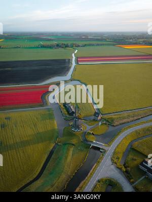 Vista aerea del mulino a vento circondato da vibranti campi di tulipani all'alba, Obdam, Paesi Bassi. Foto Stock