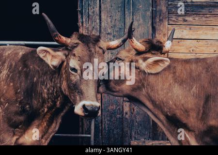 Due mucche marroni con grandi corna ricurve si stagliano l'una accanto all'altra e si annullano affettuosamente. Foto Stock
