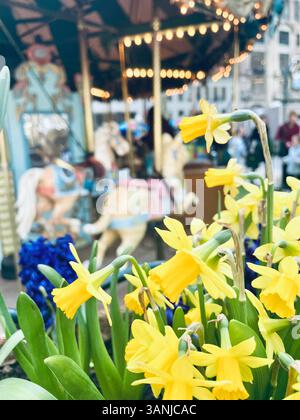 I narcisi fioriscono nel Bryant Park presso le Carrousel Merry-go-round, 2025, primavera, New York City, Stati Uniti Foto Stock