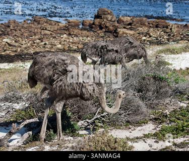 18 marzo 2011 - città del Capo, Sud Africa - A Wild Ostrich (Struthio camelus), il più grande e più grande uccello di flotta del mondo, vicino al mare nella riserva naturale del Capo di buona speranza, parte del Parco Nazionale di Table Mountain. (Immagine di credito: © Arnold Drapkin/ZUMAPRESS.com) Foto Stock