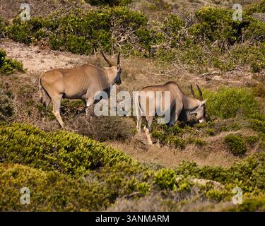 18 marzo 2011 - città del Capo, Sudafrica - Una coppia di Common Eland (Taurotragus oryx), conosciuta anche come Southern Eland, la più grande antilope africana, che pascolano nella valle tra il Capo di buona speranza e il parcheggio di Cape Point. Promontorio roccioso sulla costa atlantica della Penisola del Capo in Sudafrica, la riserva naturale del Capo di buona speranza è il punto più a sud-ovest dell'Africa. (Immagine di credito: © Arnold Drapkin/ZUMAPRESS.com) Foto Stock