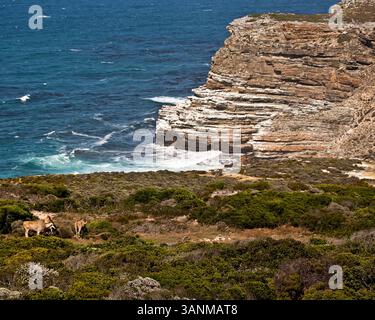 18 marzo 2011 - città del Capo, Sudafrica - Un gruppo di Eland comuni (Taurotragus oryx), noto anche come Eland meridionale, la più grande antilope africana, che pascolano nella valle tra il Capo di buona speranza e il parcheggio di Cape Point. Promontorio roccioso sulla costa atlantica della Penisola del Capo in Sudafrica, la riserva naturale del Capo di buona speranza è il punto più a sud-ovest dell'Africa. . (Immagine di credito: © Arnold Drapkin/ZUMAPRESS.com) Foto Stock