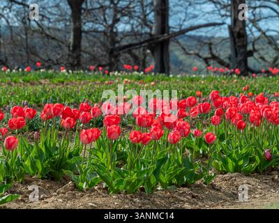 I campi pieni di tulipani rossi brillanti si estendono lungo la cintura dei fiori di Helmsley, creando un'incredibile visuale nel paesaggio naturale dello Yorkshire. Foto Stock