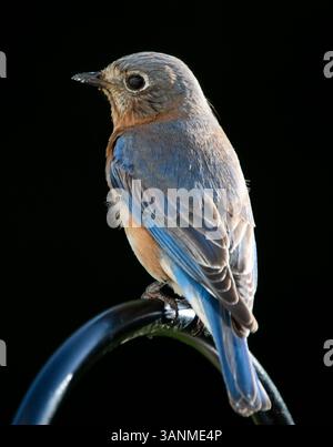 Uccello azzurro solitario femminile isolato su sfondo nero Foto Stock