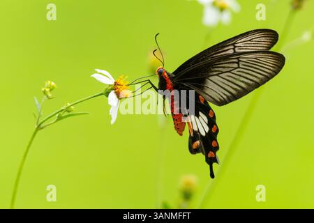 Primo piano di una farfalla di Adamson's Rose che si nutre di un piccolo fiore selvatico bianco con un vivace sfondo verde, catturando un momento di pace nella natura. Foto Stock