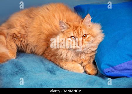 Ritratto di un gatto rosso carino che giace sul letto su una coperta blu Foto Stock