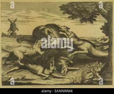 Stampa intitolata "cani a caccia di un orso", un'opera anonima che raffigura una scena di cani da caccia che inseguono un orso in un ambiente naturale. L'opera d'arte sottolinea l'azione dinamica e l'energia della caccia. Foto Stock