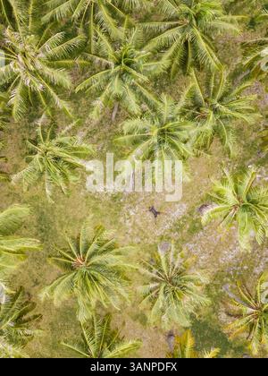 ISOLA DI TUAMOTU, POLINESIA FRANCESE - 14 settembre 2017: Selfie aereo di un uomo disteso in mezzo alle palme della Polinesia francese. Foto Stock