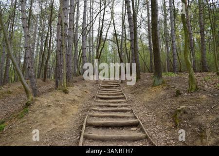 Sentiero in legno: Un sentiero rustico per scale nella natura attraverso la lussureggiante foresta. Passerella di scale in legno che si snoda attraverso una lussureggiante foresta verde. Ponti di legno, muschio Foto Stock