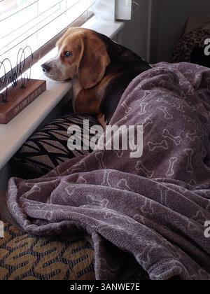 Beagle Dog guarda fuori dalla finestra con una coperta sopra di loro Foto Stock
