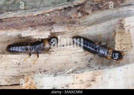 Termite di legno secco di Yellownecked (Kalotermes flavicollis). Foto Stock