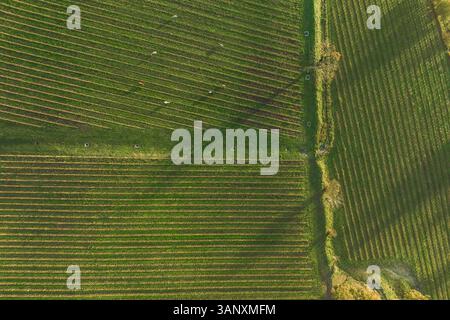 Vista aerea dei vigneti sulla collina al tramonto in autunno, Irpinia, Avellino, Campania, Italia. Foto Stock