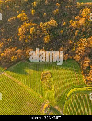 Vista aerea dei vigneti sulla collina al tramonto in autunno, Irpinia, Avellino, Campania, Italia. Foto Stock