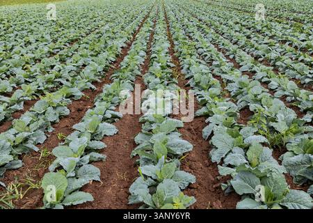 Campo di cavolo Savoy (Brassica oleracea) in primavera Foto Stock