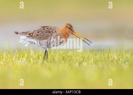 Maestoso uccello dalla coda nera Godwit (Limosa limosa) che cammina e guarda nella macchina fotografica. Questa specie si riproduce nelle zone costiere olandesi. Circa Foto Stock