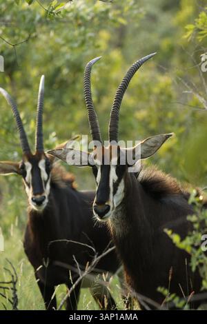 Un paio di antilopi sabili selvatiche nel loro fitto habitat boschivo al Kruger National Park in Sudafrica Foto Stock
