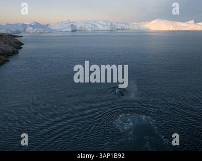 Drone aereo ammira una megattera che nuota verso gli iceberg a Ilulissat, Groenlandia, Artico. Foto Stock