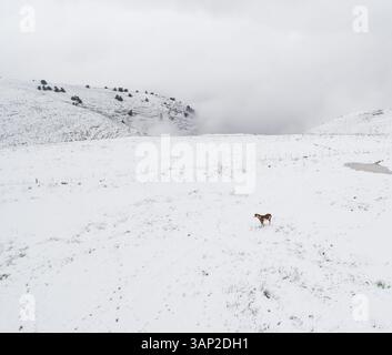 Vista aerea di un cavallo in piedi in un campo innevato, Sefat, alta Galilea, Israele. Foto Stock