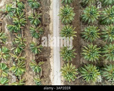 Vista aerea di un campo di palme con una strada vuota che attraversa Dganya, distretto settentrionale, Israele. Foto Stock