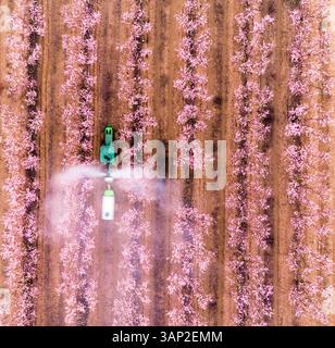 Vista aerea di un trattore che spruzza fertilizzante nella piantagione di mandorle poco prima dell'alba durante una giornata nebbiosa, Beit HaKerem Valley, Israele. Foto Stock