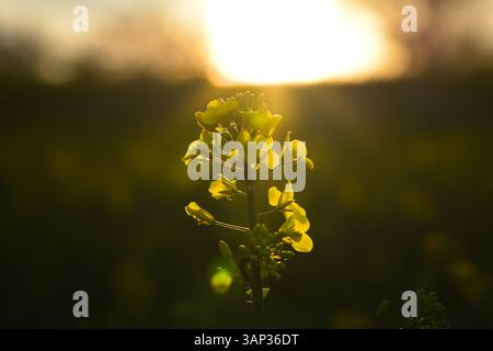 Fiore giallo sullo sfondo del tramonto. Concetto di leggerezza. Foto Stock