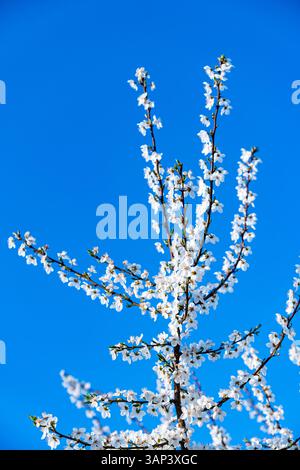 dettaglio dei fiori bianchi che fioriscono sui rami degli alberi all'inizio della stagione primaverile Foto Stock