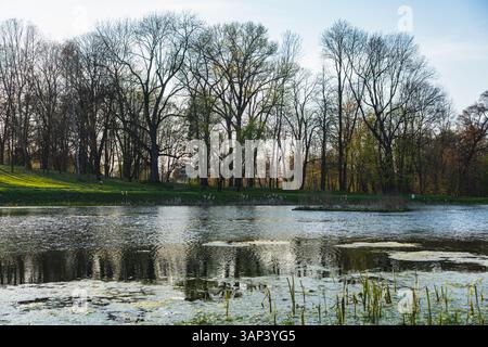 Alberi senza foglie che crescono sulla riva di uno stagno all'inizio della primavera Foto Stock