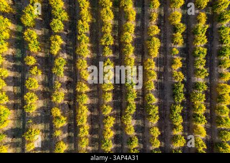 Vista aerea degli alberi di melograno a Casarabonela, Malaga, Spagna Foto Stock