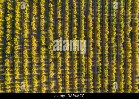 Vista aerea degli alberi di melograno a Casarabonela, Malaga, Spagna Foto Stock