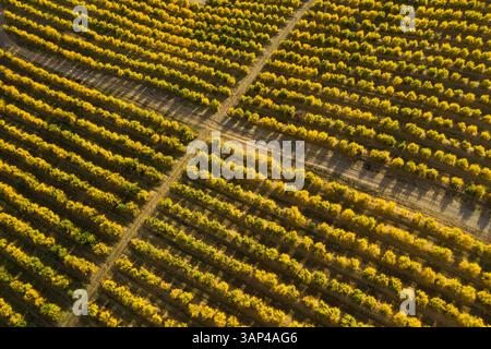 Vista aerea degli alberi di melograno a Casarabonela, Malaga, Spagna Foto Stock