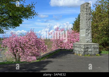 Alberi di ciliegio rosa in fiore accanto al monumento Empire Exhibition 1938 in primavera, Bellahouston Park, Glasgow, Scozia, Regno Unito, Europa Foto Stock