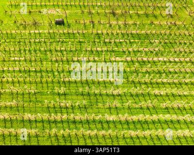 Vista aerea astratta verso il basso dei frutteti fioriti, Betuwe, Gheldria, Paesi Bassi. Foto Stock