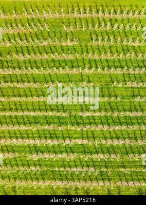 Vista aerea astratta, direttamente in basso, dei frutteti fioriti, Betuwe, Gheldria, Paesi Bassi. Foto Stock