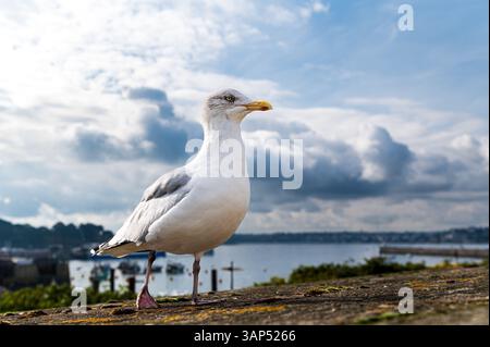Primo piano a basso angolo di un gabbiano in piedi su un muro di fronte alla baia di Saint Malo, in Francia Foto Stock