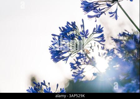 Primo piano di Agapanthus, noto anche come Fiori dell'amore, retroilluminato dal sole, sfondo luminoso Foto Stock