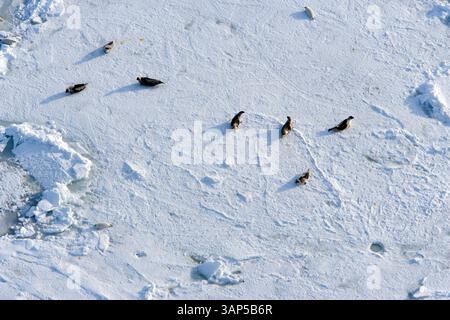 Vista aerea di un vasto paesaggio ghiacciato con piste di ghiaccio e tundra innevata, Arkhangelsk Oblast, Russia. Foto Stock