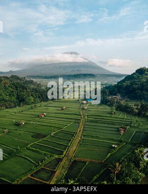 Vista aerea della piantagione di tè con il Monte Agung a Bali, Indonesia. Foto Stock