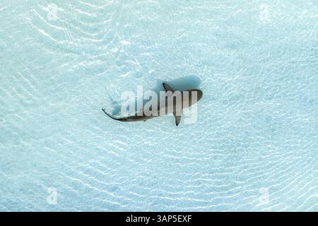Vista aerea di uno squalo che nuota liberamente in mare aperto. Foto Stock