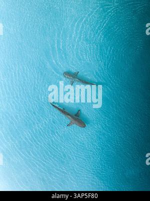 Vista aerea di un paio di squali che nuotano liberamente lungo la costa dell'atollo, l'atollo di Malé, le Maldive. Foto Stock