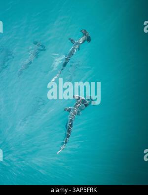 Vista aerea di uno squalo che nuota liberamente in mare aperto. Foto Stock